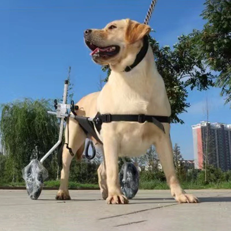 Silla de ruedas para perros, soporte trasero para rehabilitación y parálisis - imagen 3