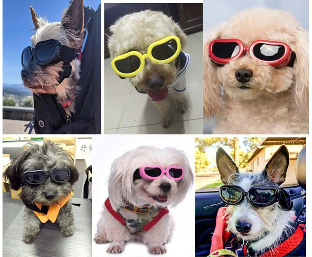 Gafas de sol en mascota durante paseo