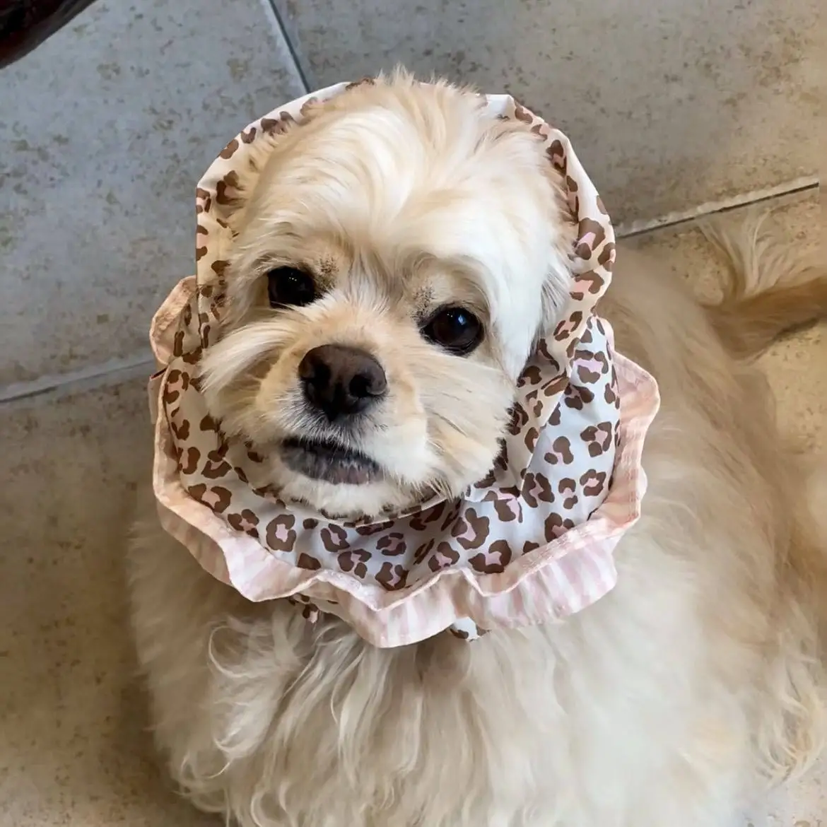 Gorro estilo princesa para perros: accesorio para fotos y paseos - imagen 2