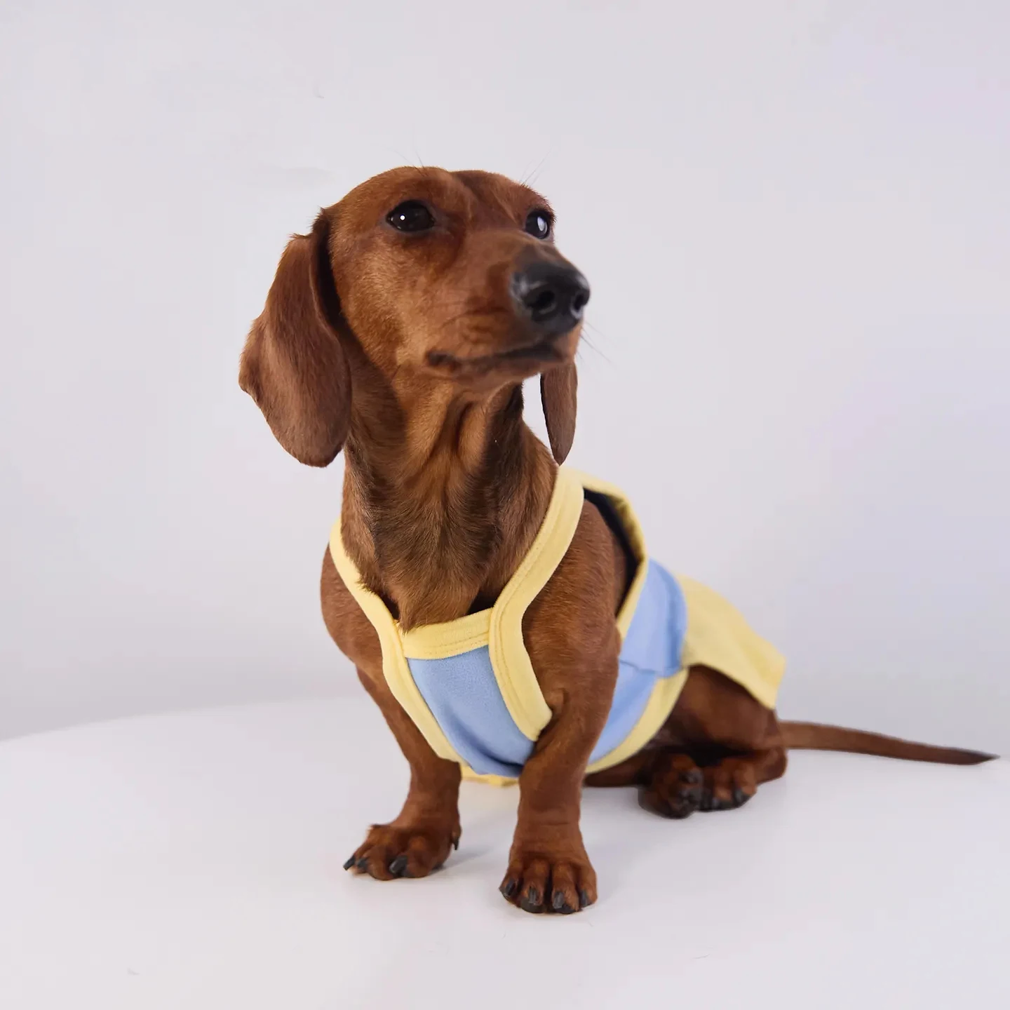 Chaleco puesto en perro dachshund