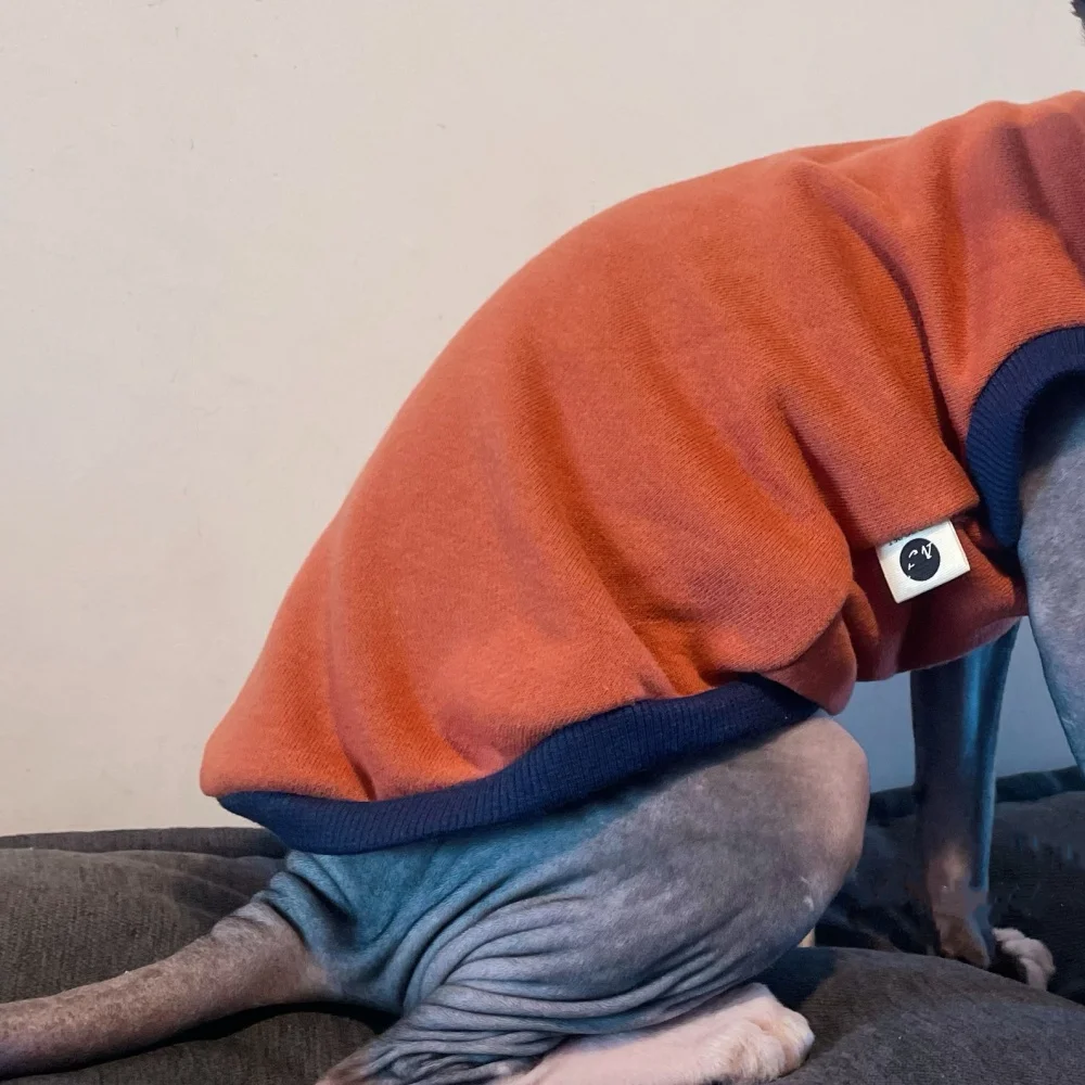 Gato comfortable con la sudadera
