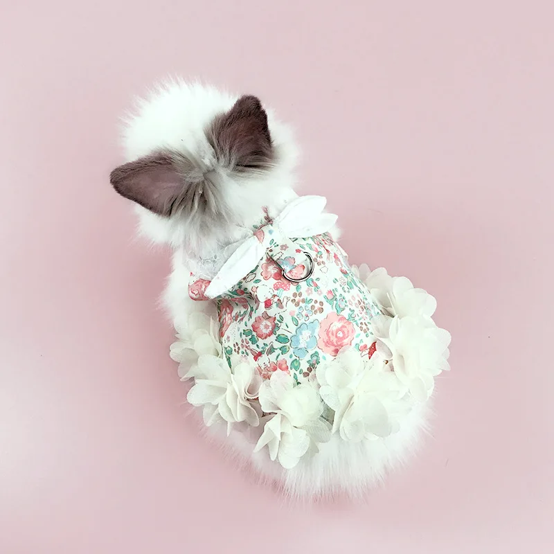 Chinchilla posing with stylish harness