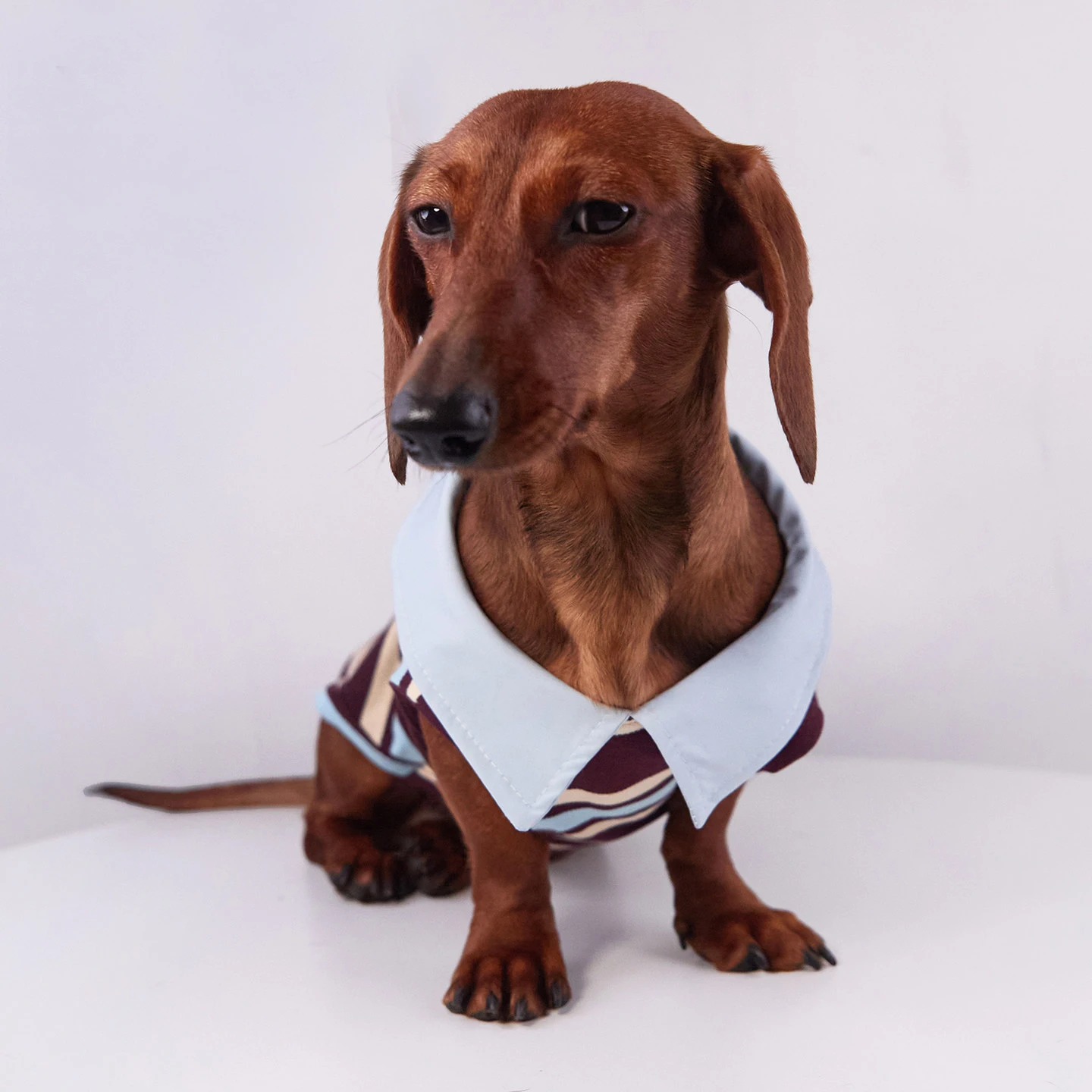 Medición de tallas para ropa de perro
