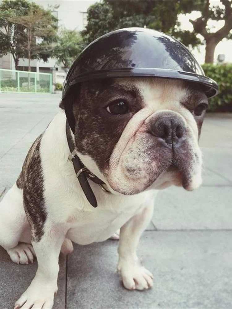 Perro cachorro con casco de seguridad