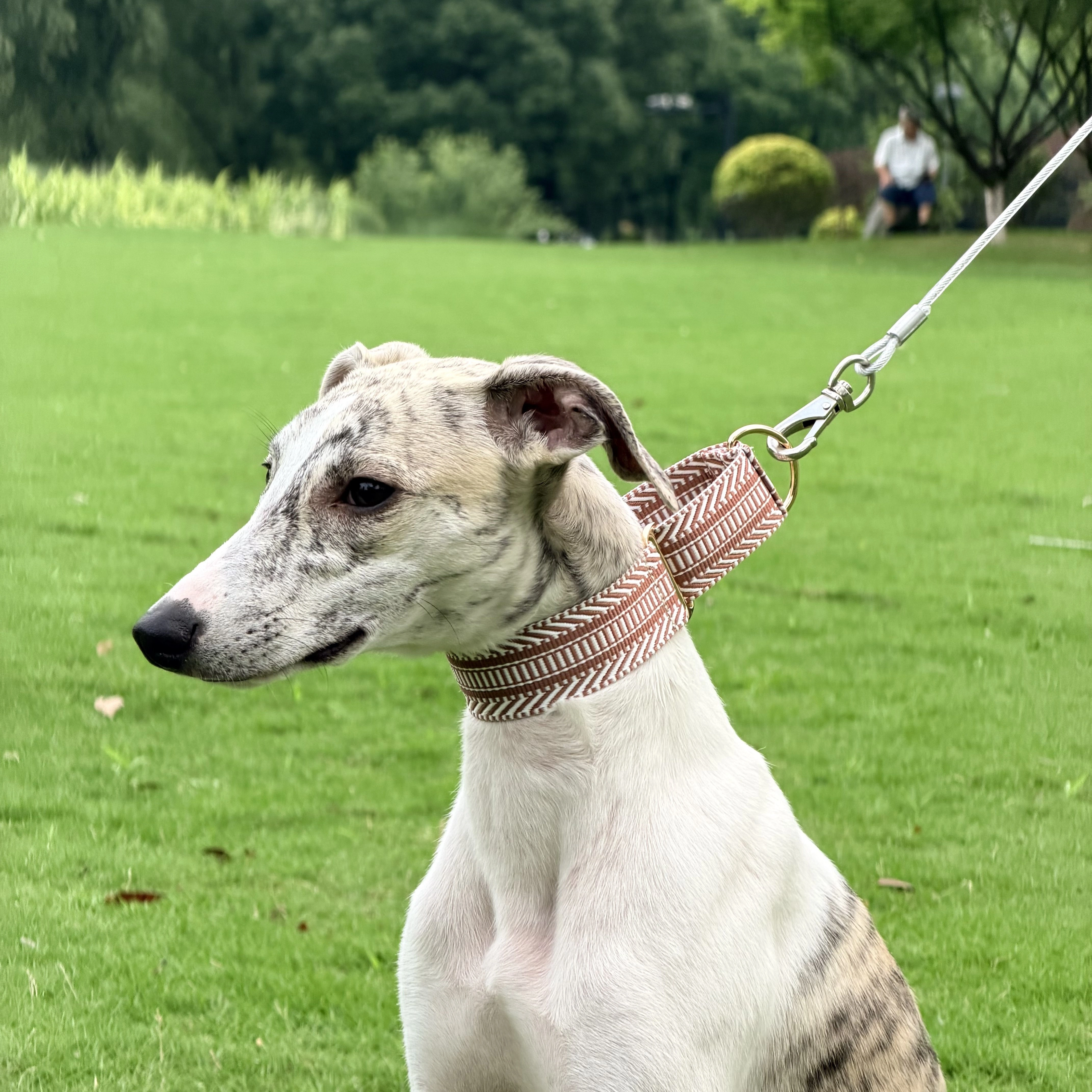 Uso en paseo con perro