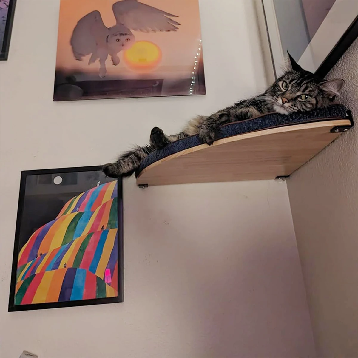 Gato usando la cama elevada y observando