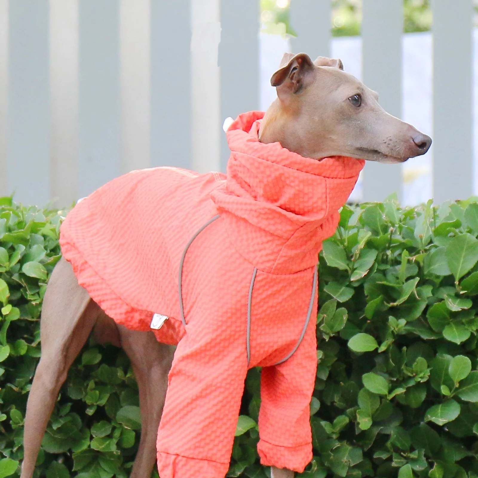 Chaqueta ajustable para galgo italiano