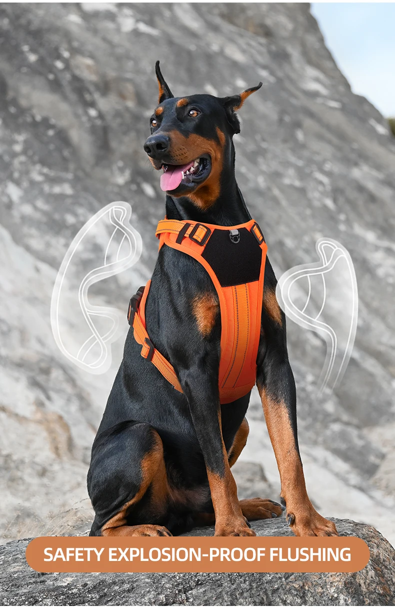 Perro con arnés táctico en posición de paseo