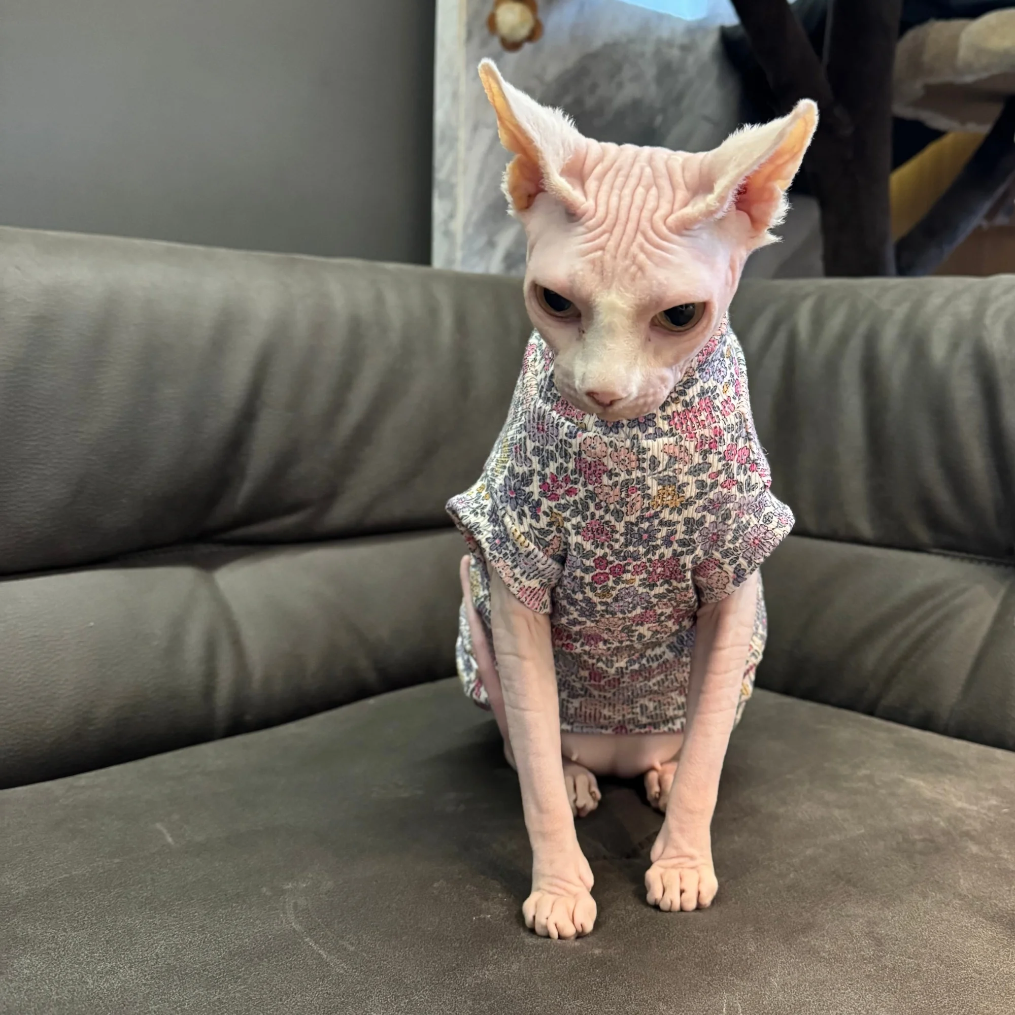 Gato luciendo diseño