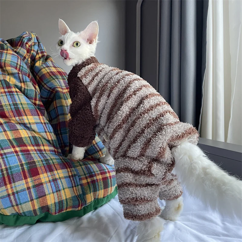 Gato Devon Rex con el suéter puesto