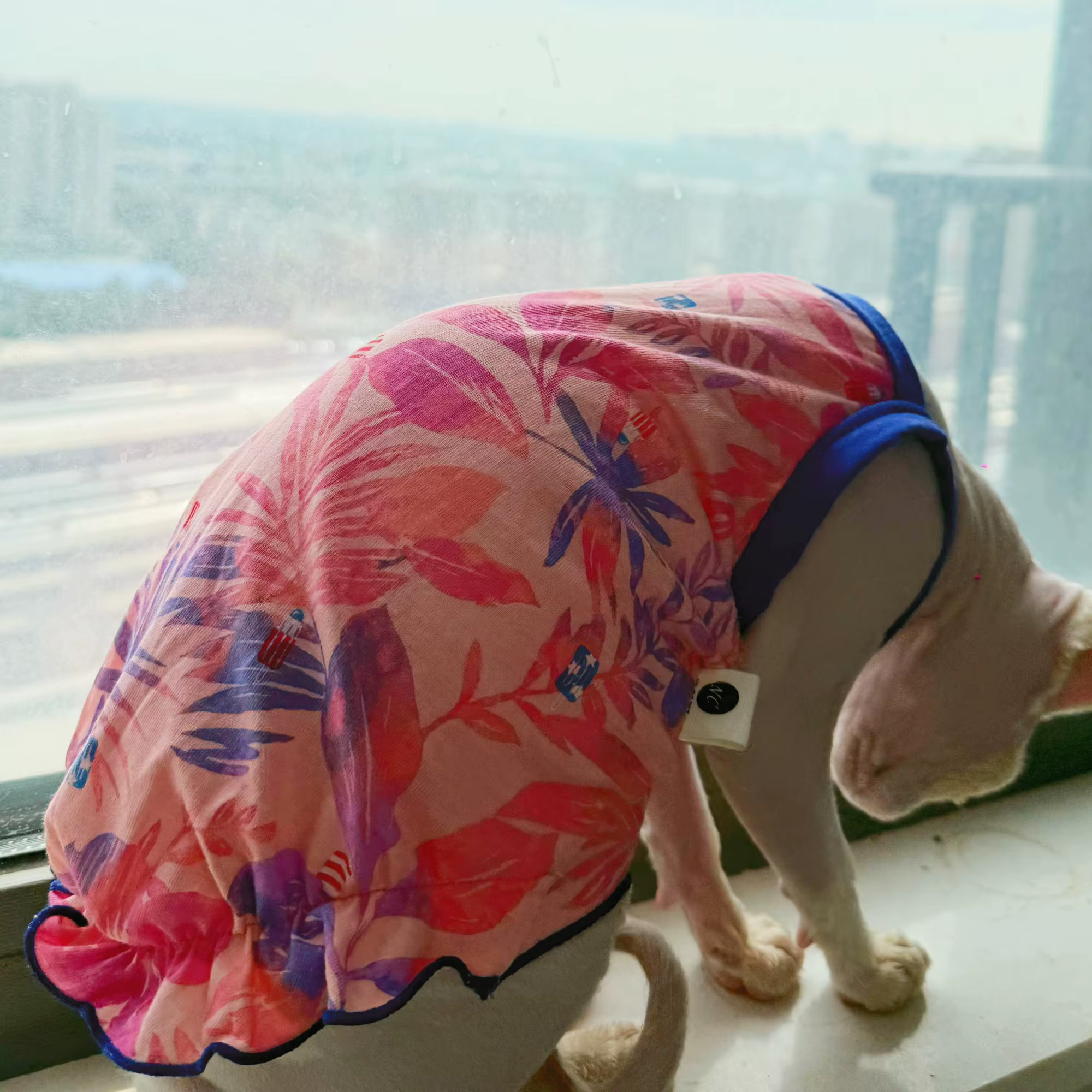 Vestido floral verano para gato Sphynx y Devon Rex - imagen 5
