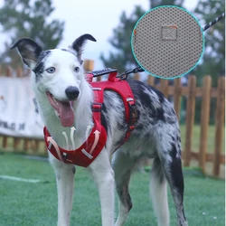 Arnés antitirones para perros grandes: Greyhound y Bulldog