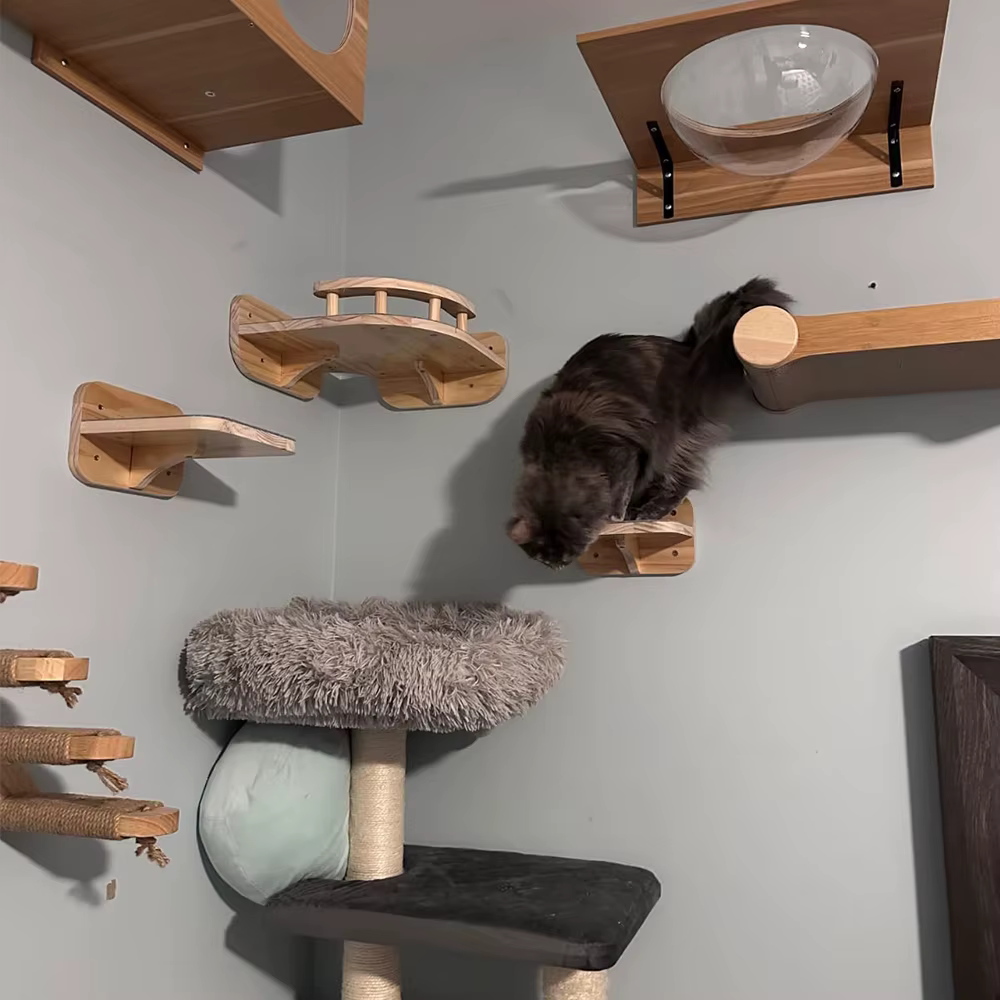 Gato relajado en un estante alto de la estructura