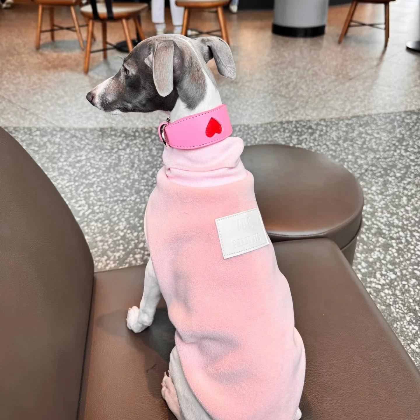 Perro usando el suéter en un parque