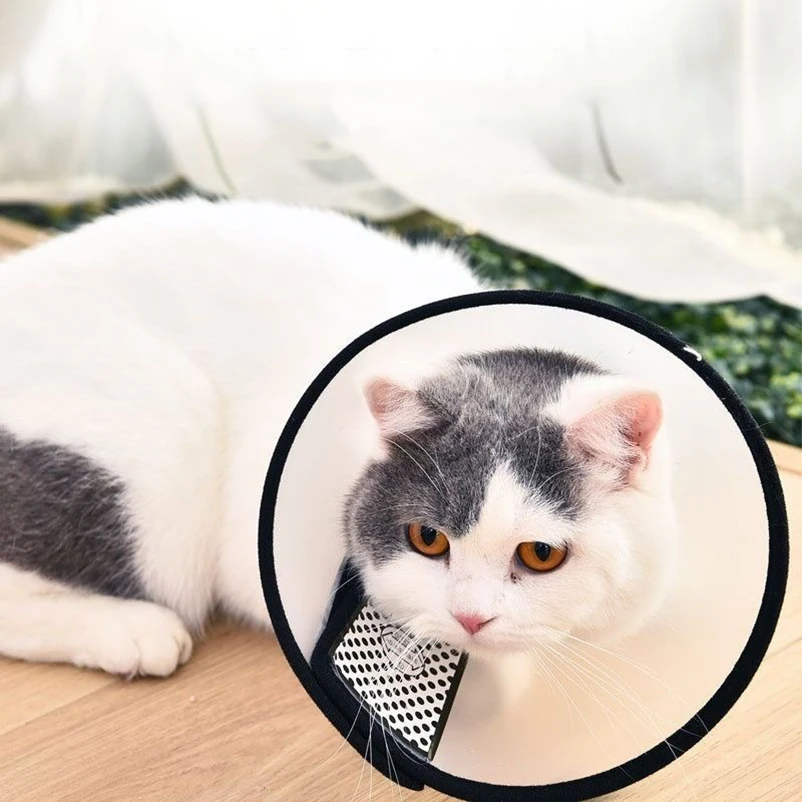 Protector de cabeza para gatitos tras cirugía