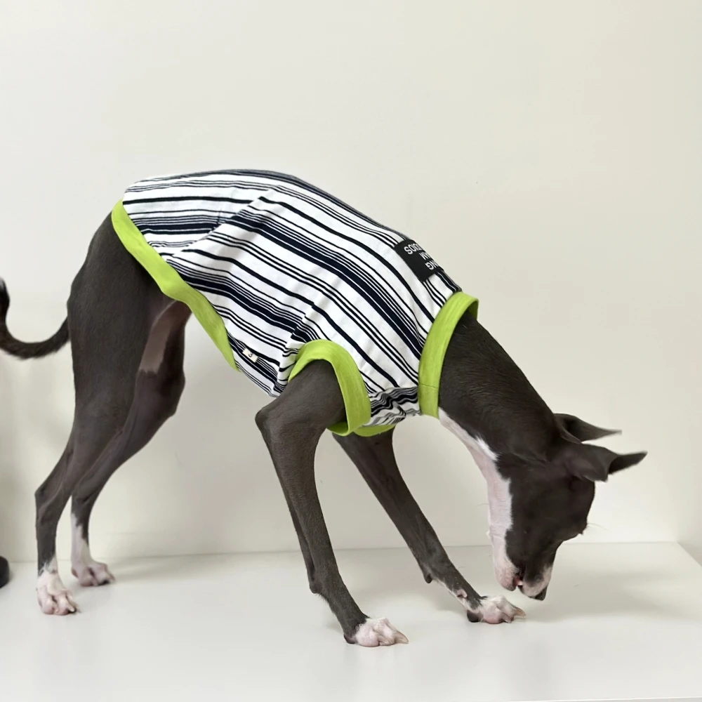 Camiseta rayas verdes de algodón para galgos italianos y whippet