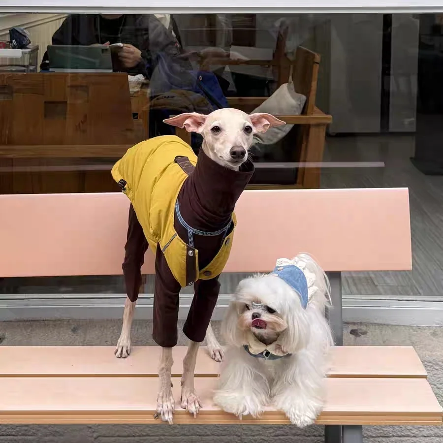 Abrigo impermeable para perros