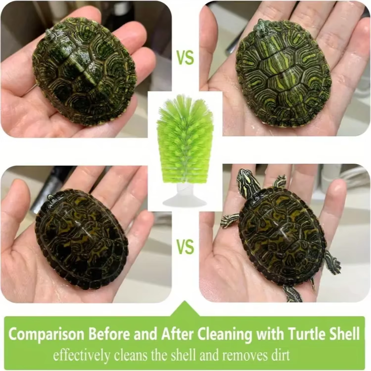 Cepillo Exfoliante para Tortugas y Anfibios con Ventosa - imagen 3