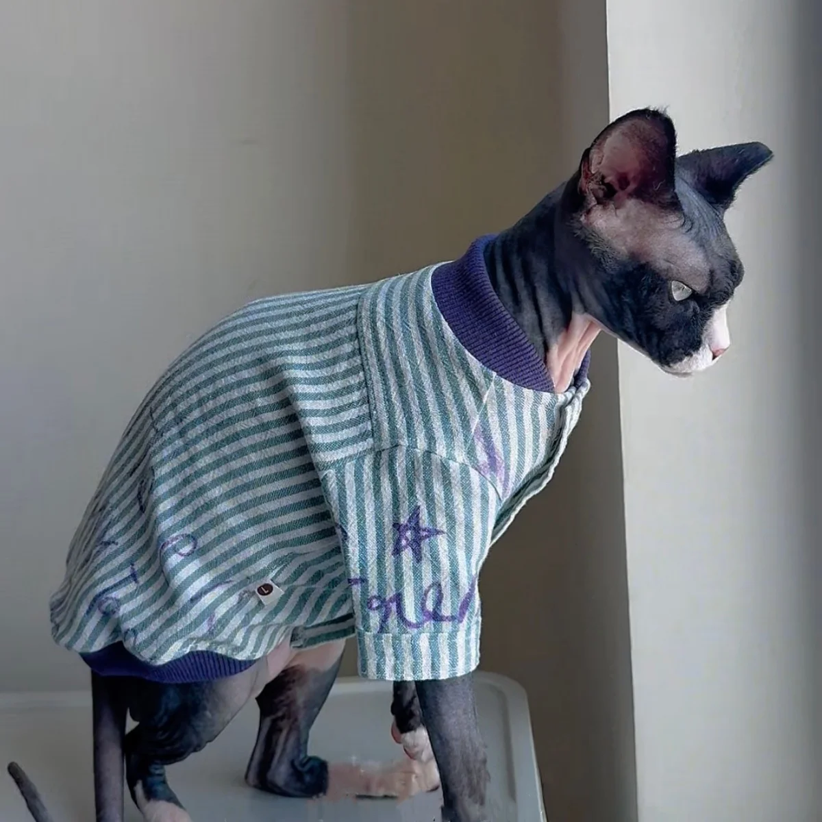 Gato Sphynx con chaqueta de rayas azules