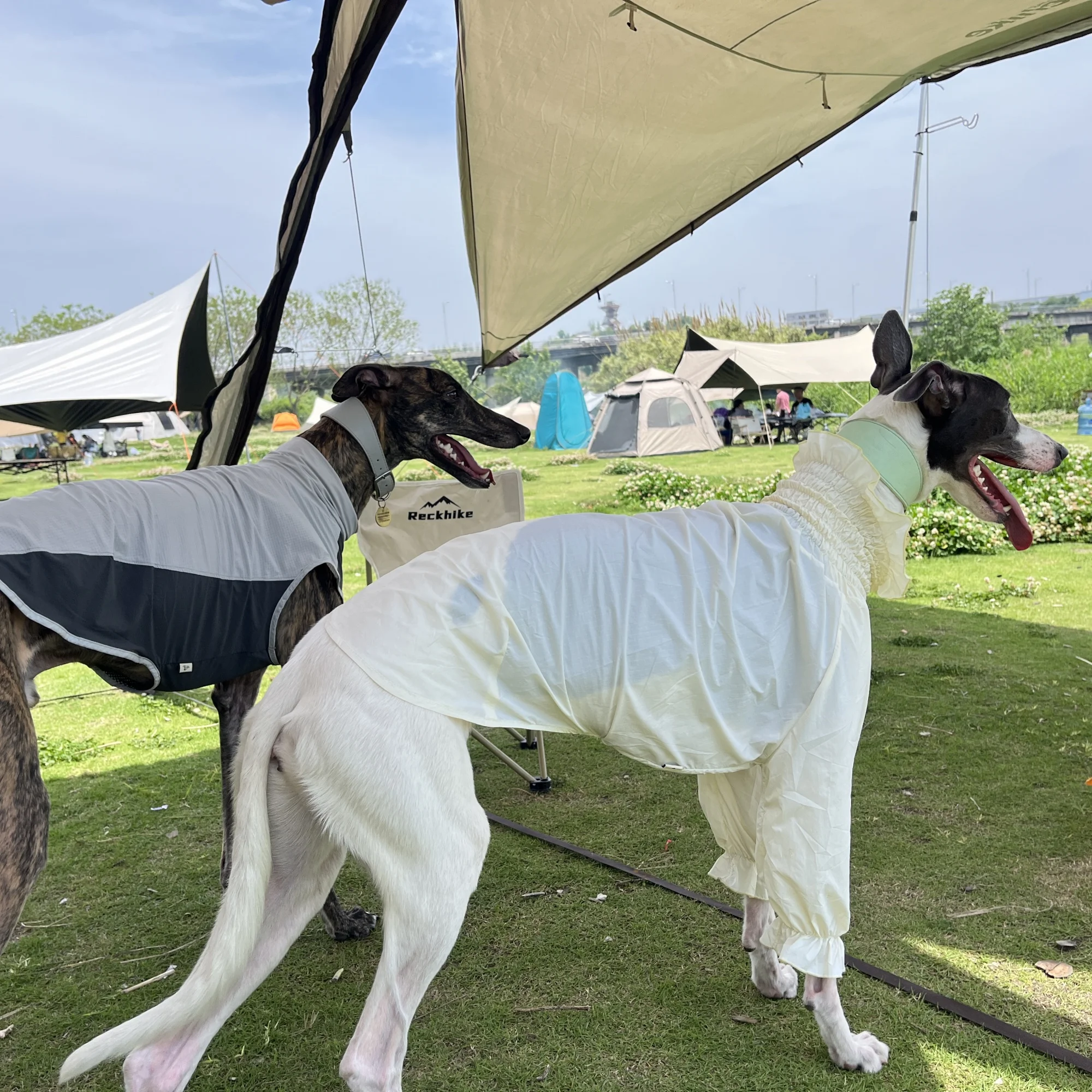 Guía de tallas para camiseta de perro