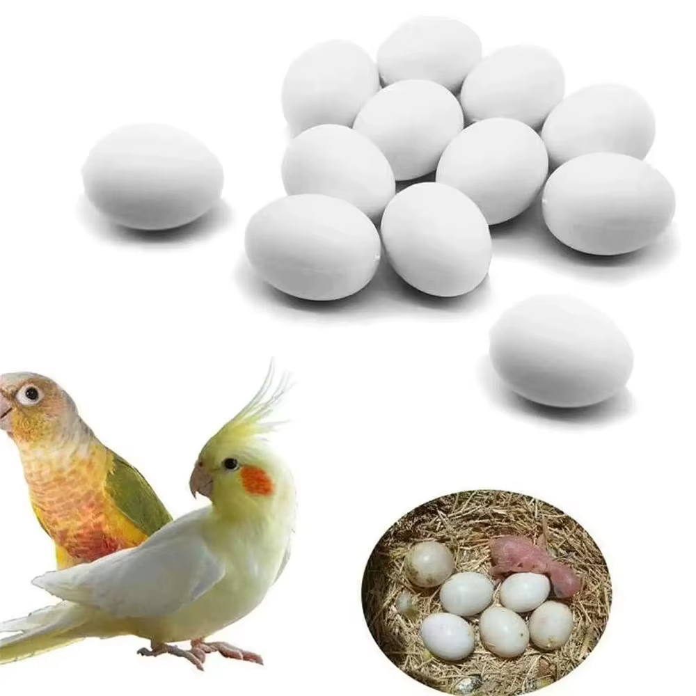 Huevos falsos para cría de palomas – Simuladores de incubación - imagen 3