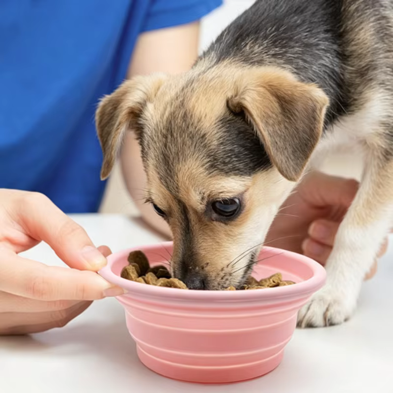 Tazón Plegable Portátil para Perros y Gatos – Plato Viaje 350 ml - imagen 4