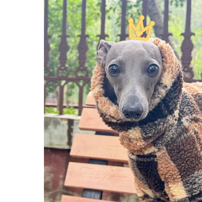 Perro con chaqueta en lateral