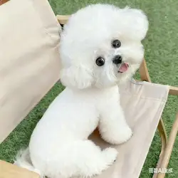 Chaleco lana para perros pequeños e invierno – Abrigo cálido para cachorros