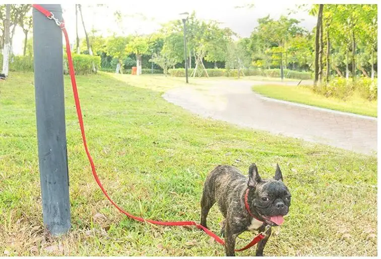 Paseo urbano con dos perros