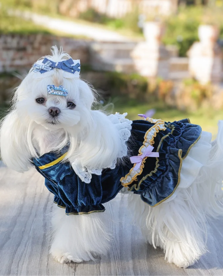 Perro modelo vestido de azul en fiesta