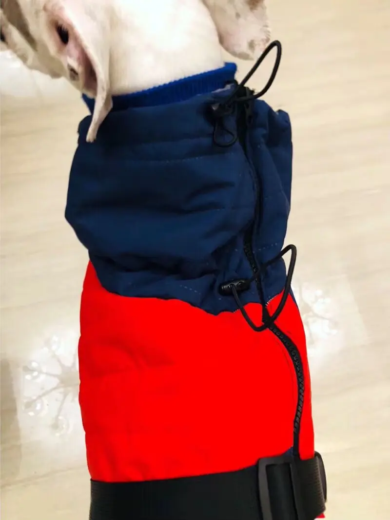 Perro con la ropa puesta -vista lateral