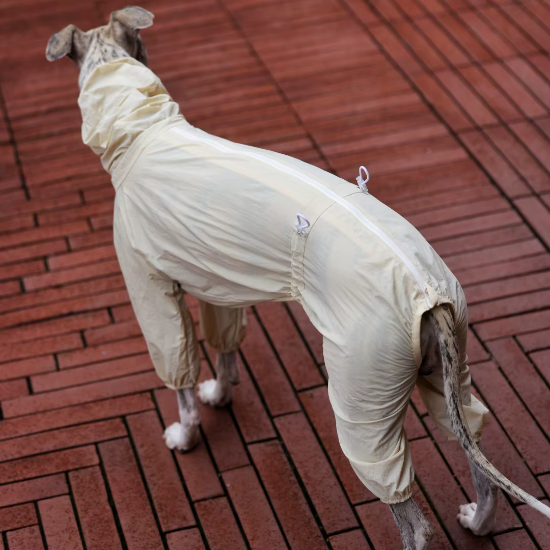Camiseta solar UPF50 para Galgo Italiano y Whippet – Ligera y transpirable - imagen 4