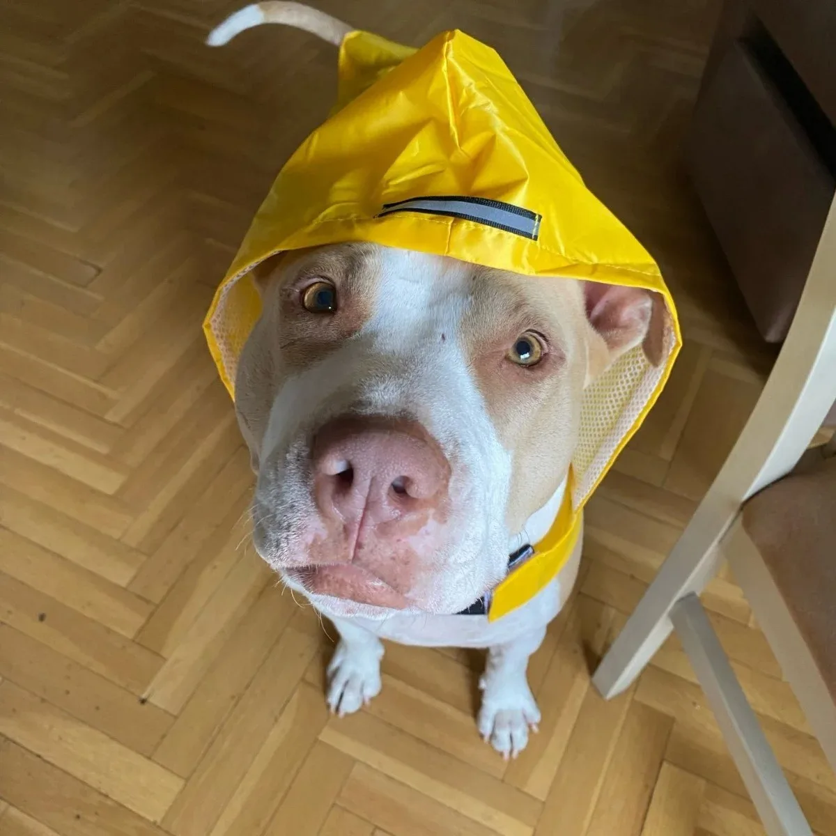 Impermeable para Perros con Reflectante – Chubasquero para Lluvia - imagen 4