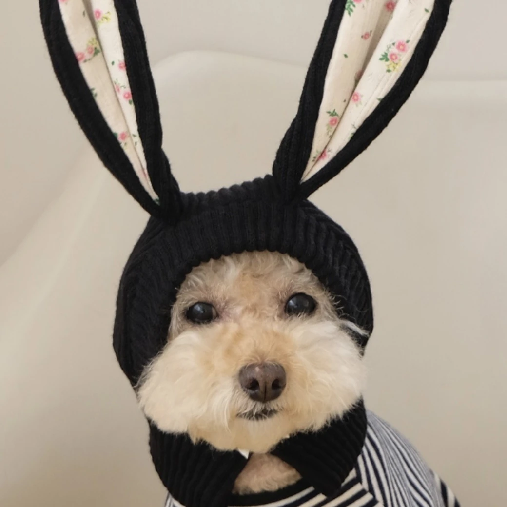 Mascota con el gorro en fiesta de Halloween