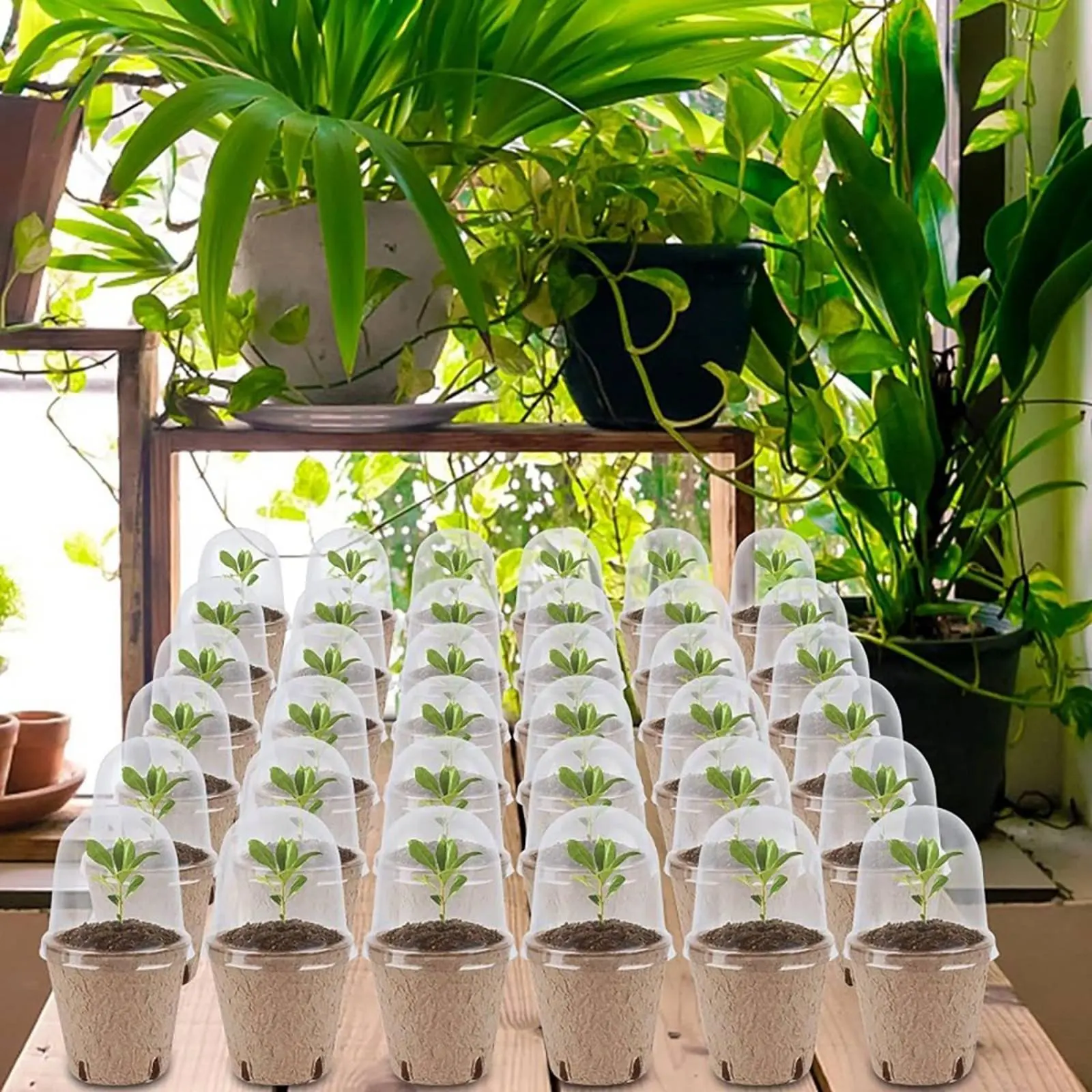 Macetas biodegradables para germinación con ventilación y drenaje - imagen 5