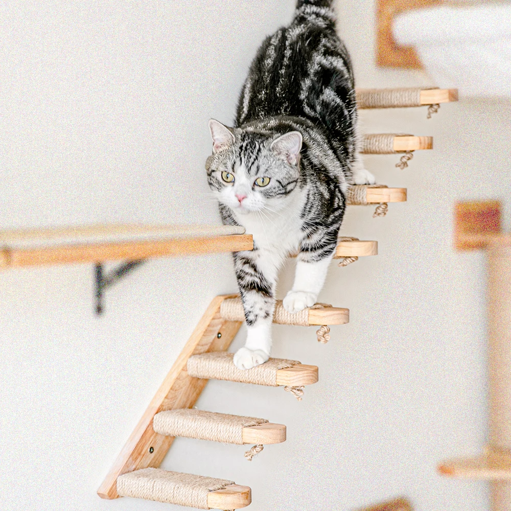 Gato explorando escalones CWV
