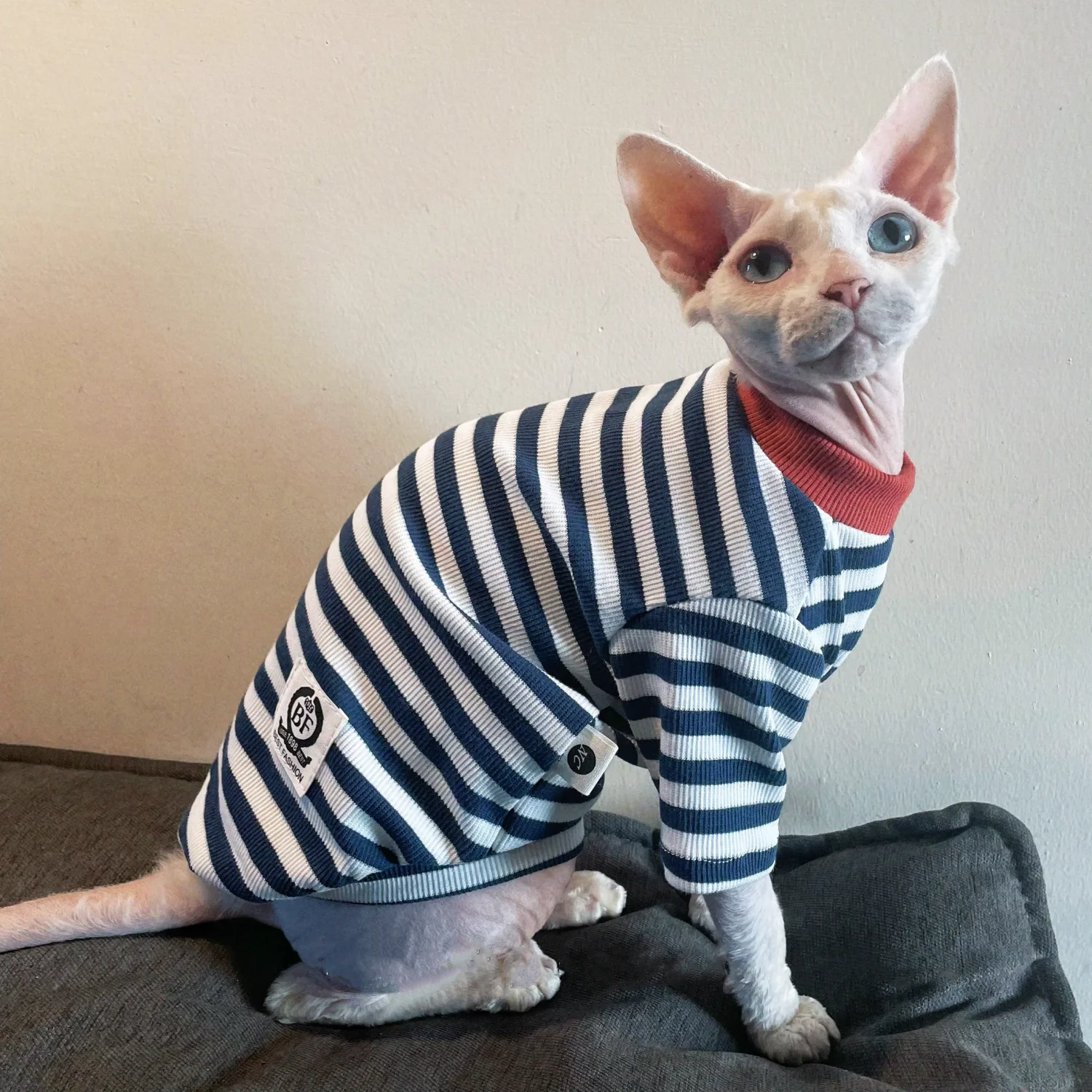 Pantalón azul para gatos