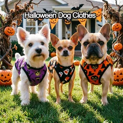 Disfraz de Halloween para perros y gatos: calabaza con huellas