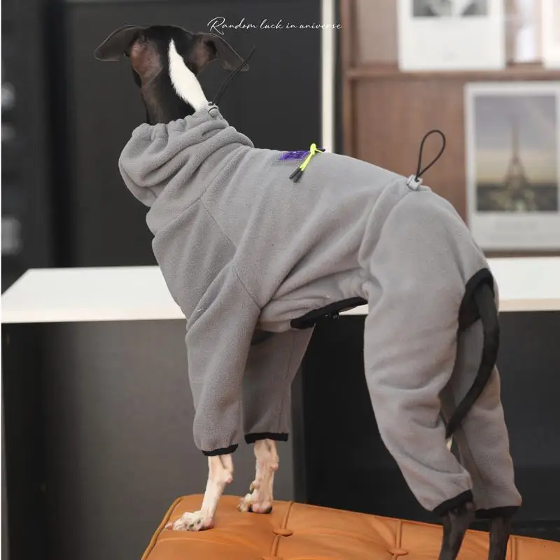Galgo italiano usando el jersey en paseo invernal