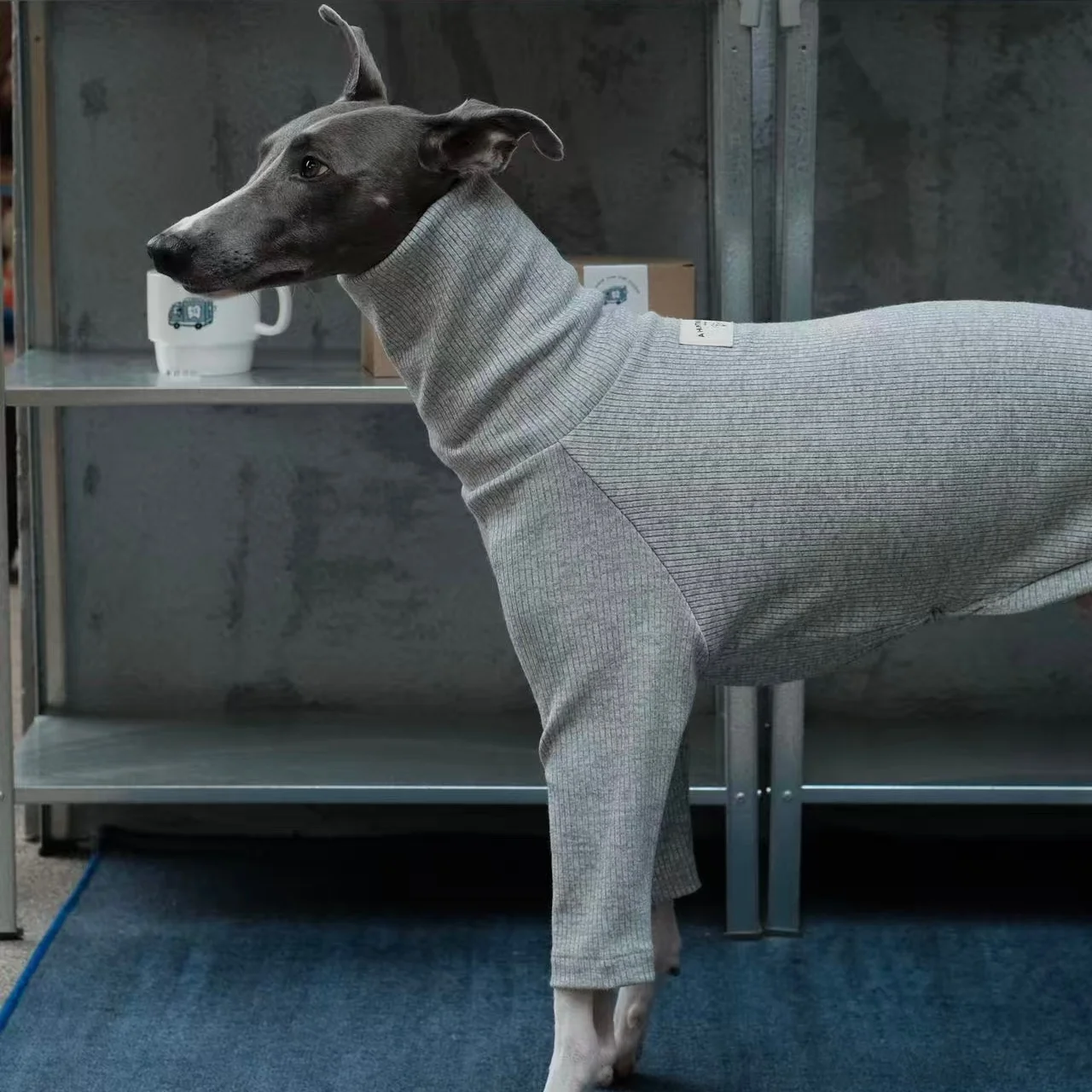 Diseño de moda para galgos italianos