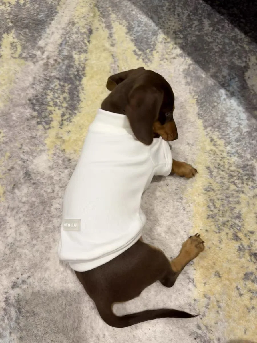 Perro Wiener usando la camiseta en interior
