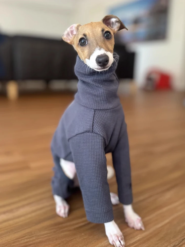 Perro usando abrigo de invierno ABQP cuello alto