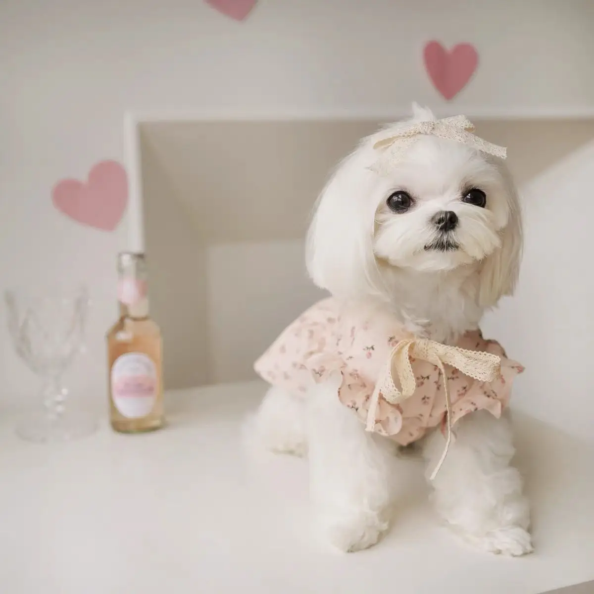 Ajuste en perro pequeño