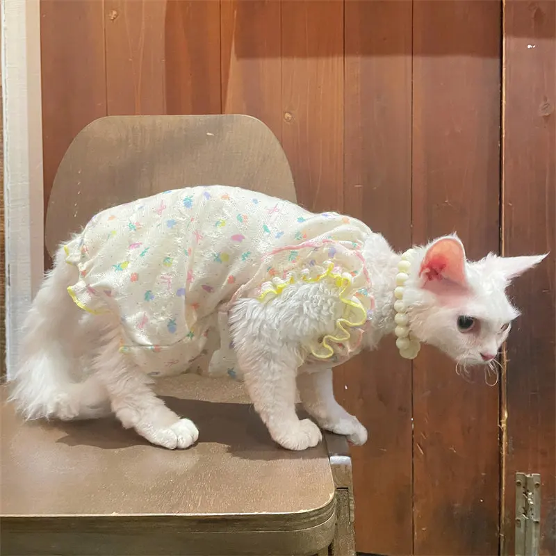 Gato Sphynx luciendo el vestido beige