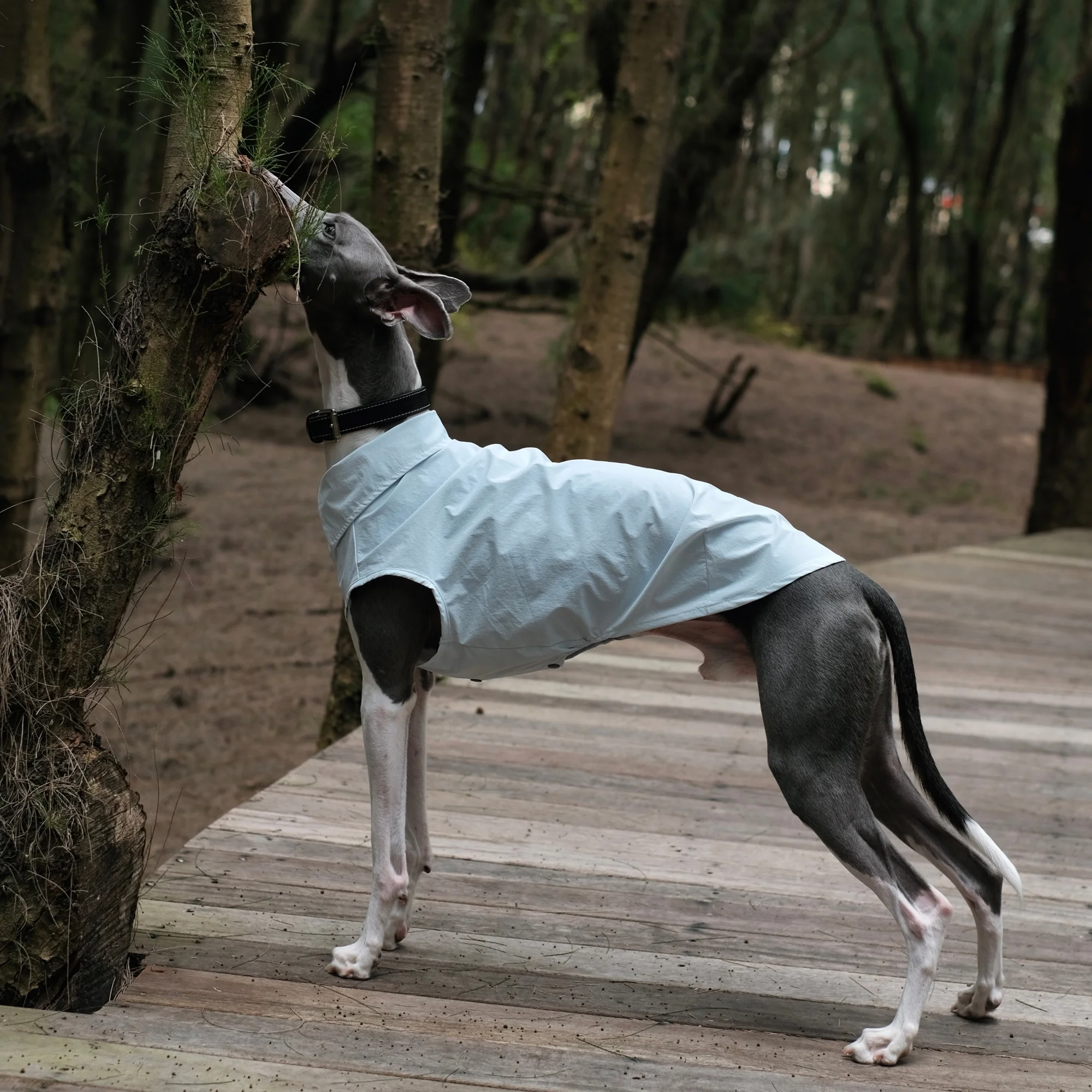 Camiseta ultraligera para perros tipo galgo