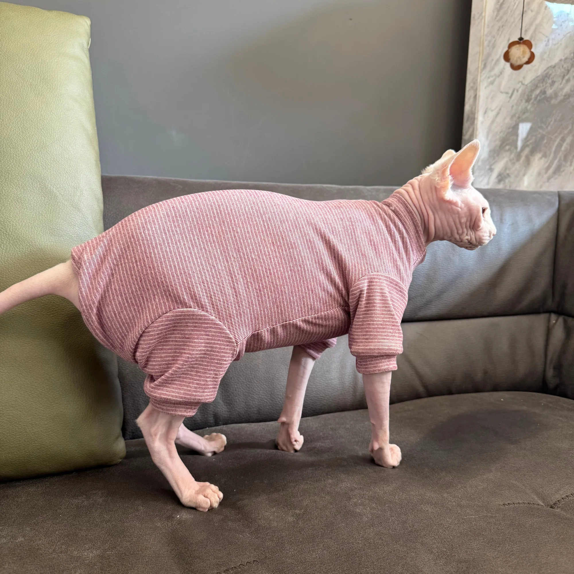 Vestir a tu gato con pijama de primavera