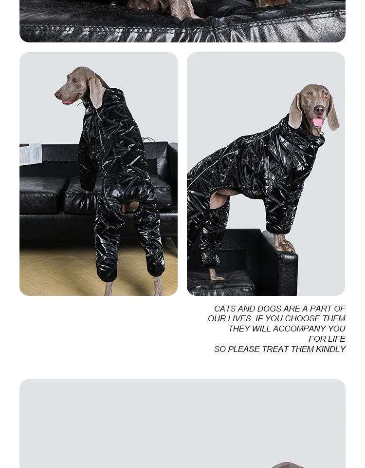 Perro con chaqueta ABQP en exterior
