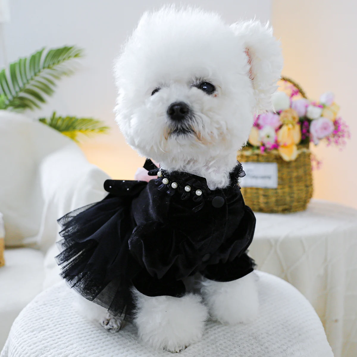 Perrito modelo mostrando el vestido rosa sahara