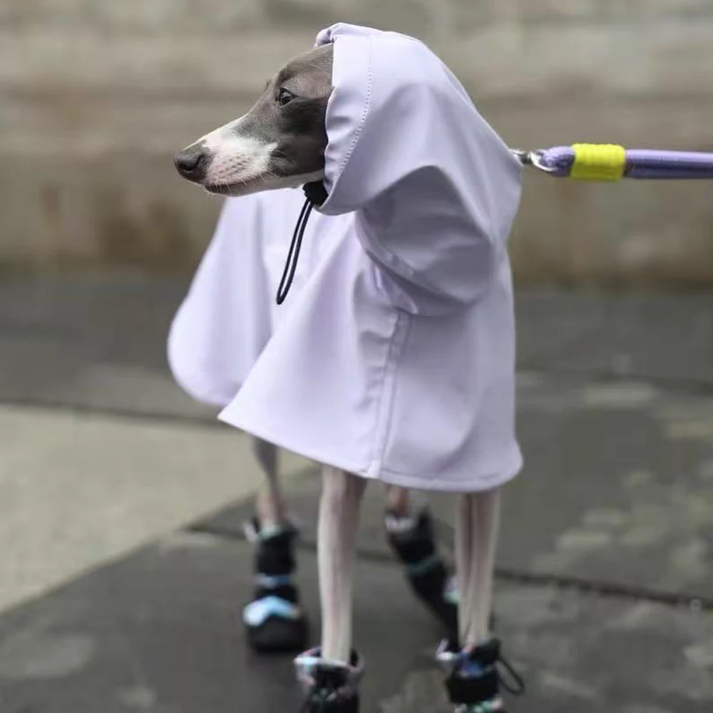 Perro usando la capa impermeable en exterior