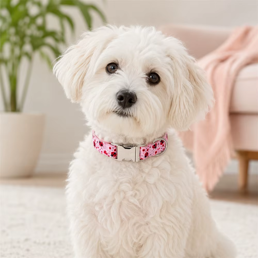 Perro usando el collar de camuflaje con identificación grabada